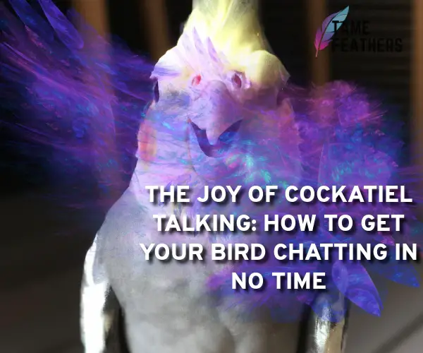cockatiel talking