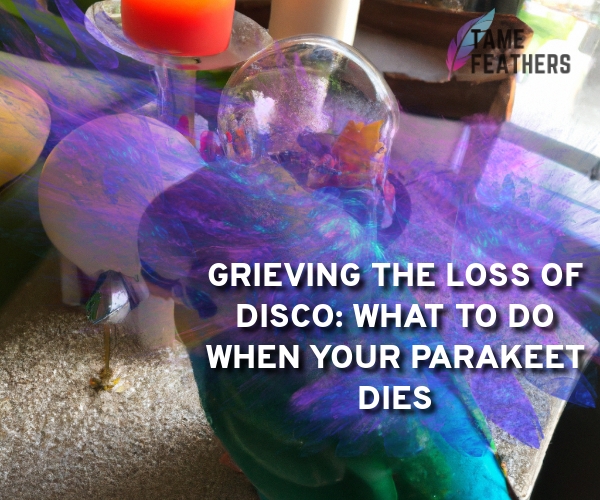 disco the parakeet died