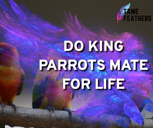 do king parrots mate for life