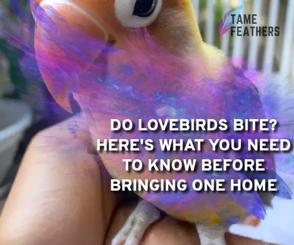 do lovebirds bite
