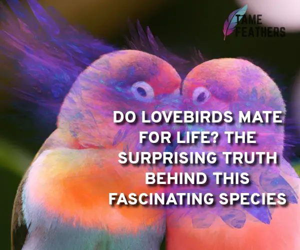 do lovebirds mate for life