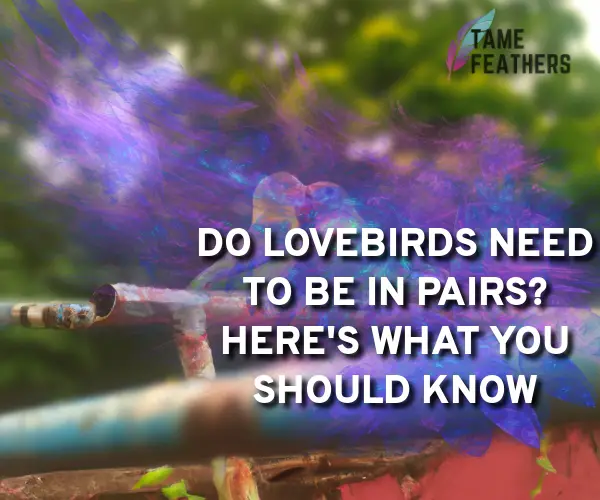 do lovebirds need to be in pairs