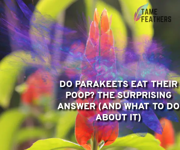 do parakeets eat their poop