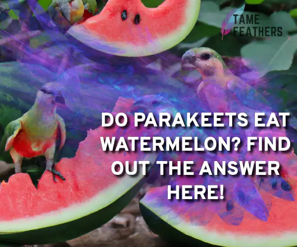 do parakeets eat watermelon