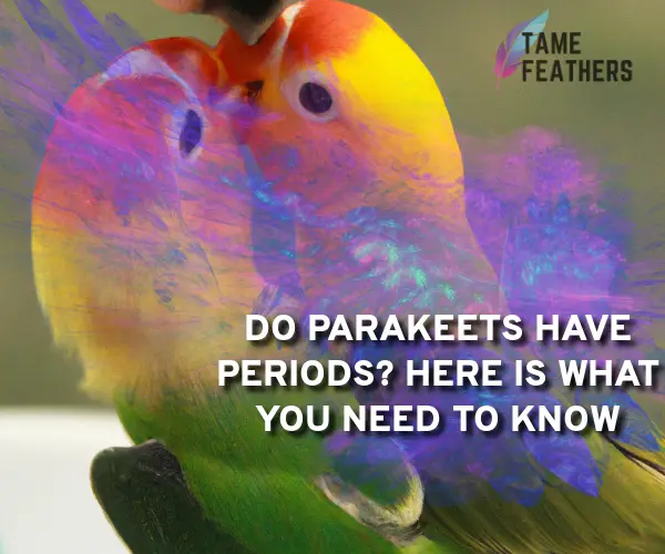 do parakeets have periods
