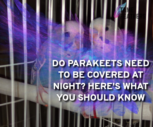 do parakeets need to be covered at night