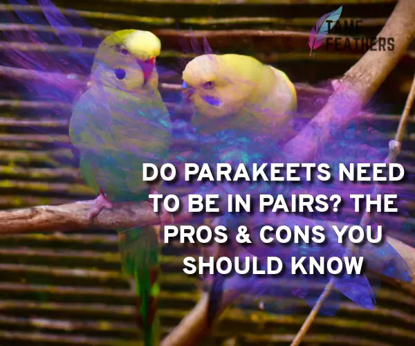 do parakeets need to be in pairs