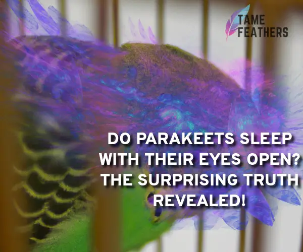do parakeets sleep with their eyes open