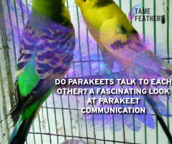 do parakeets talk to each other