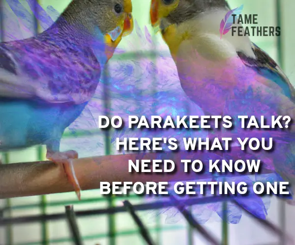 do parakeets talk