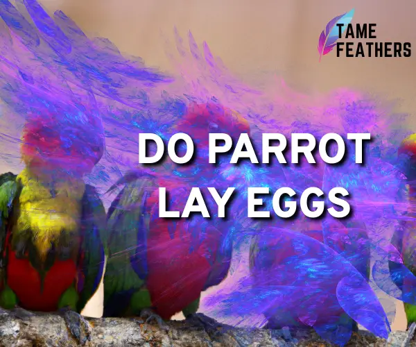 do parrot lay eggs