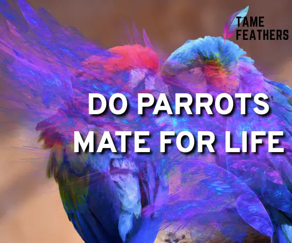 do parrots mate for life