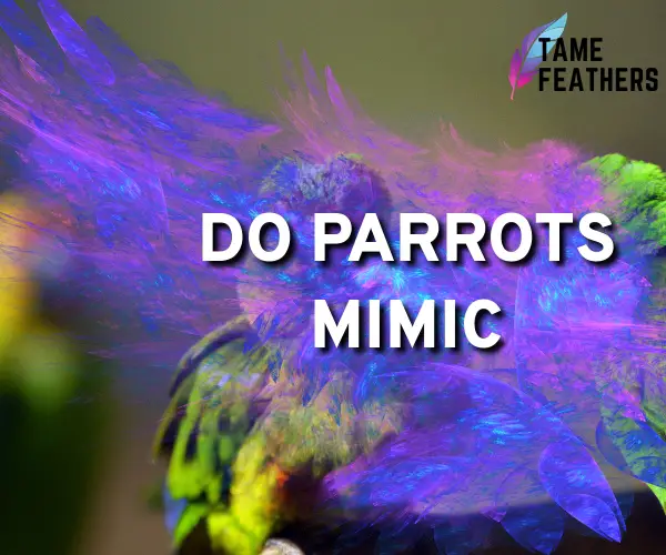 do parrots mimic