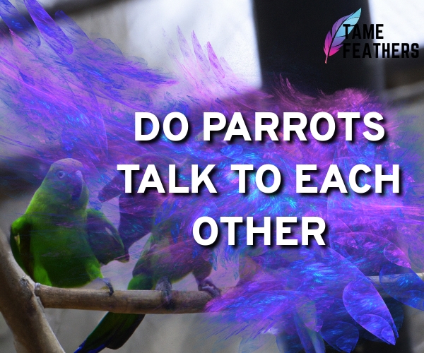 do parrots talk to each other