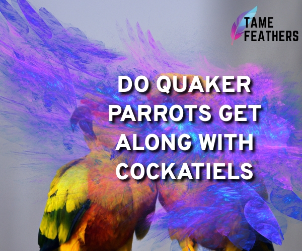do quaker parrots get along with cockatiels