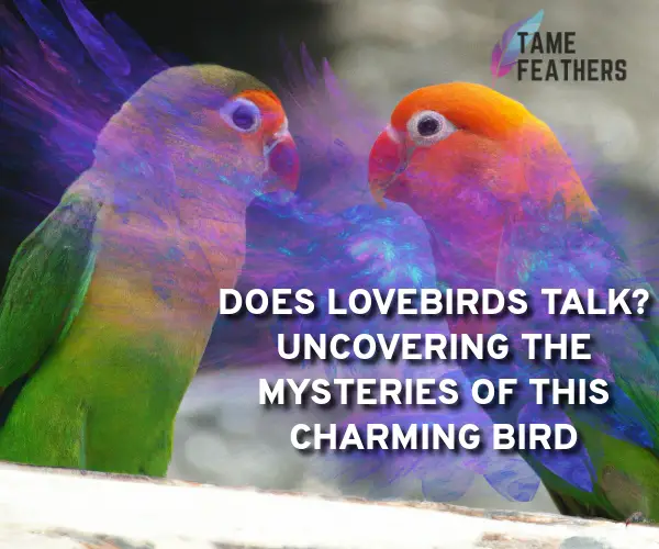 does lovebirds talk