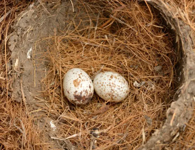 "Egg Dumping" In Lovebirds: What Is It & How To Stop It?