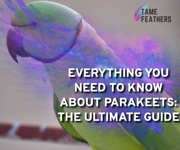 everything to know about parakeets