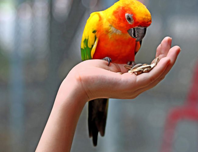 Preventing Lovebird Foot Bites By Keeping Them Healthy & Happy