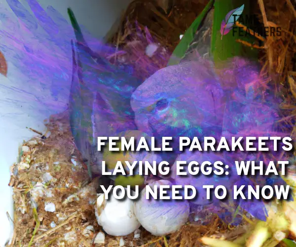 female parakeets laying eggs