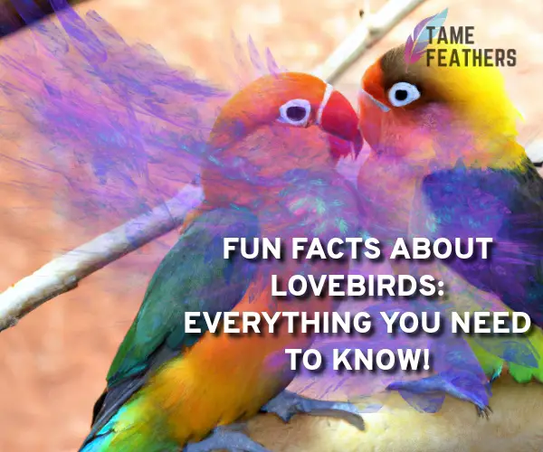 fun facts about lovebirds