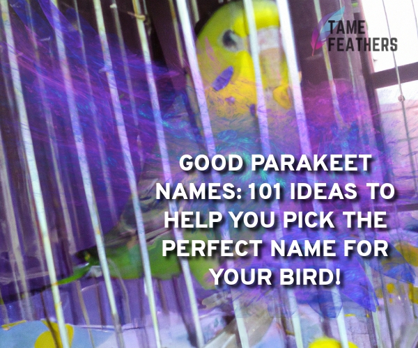 good parakeet names