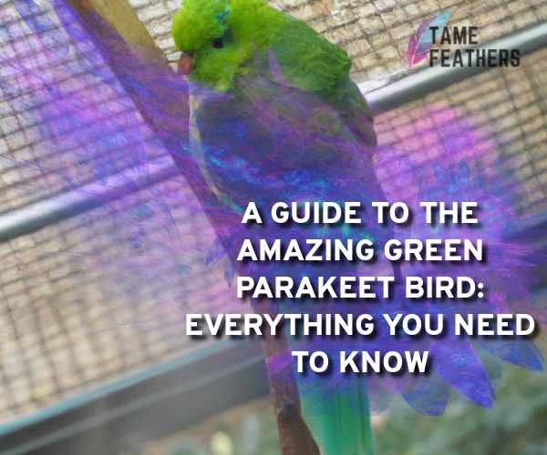 green parakeet bird