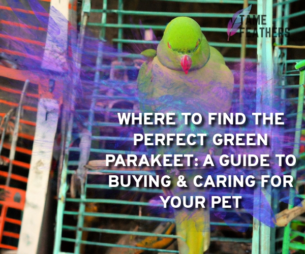 green parakeet for sale