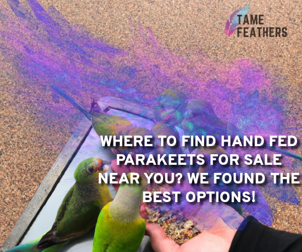 hand fed parakeets for sale near me