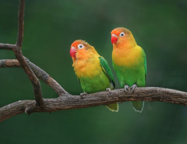 Health Considerations When Keeping Lovebirds Outdoors