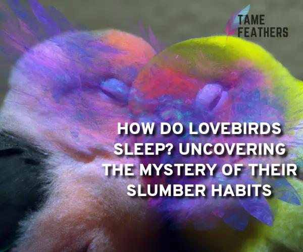 how do lovebirds sleep