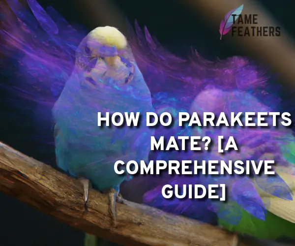 how do parakeets mate
