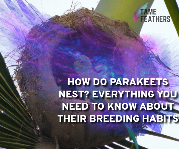 how do parakeets nest