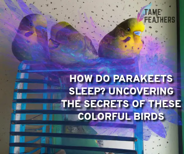 how do parakeets sleep