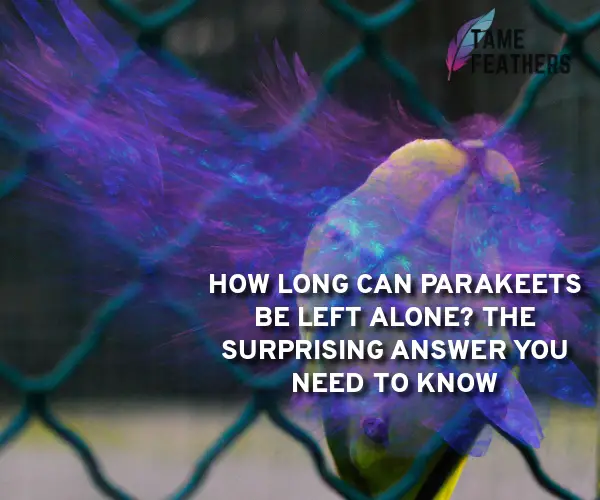 how long can parakeets be left alone