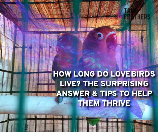 how long do lovebirds live