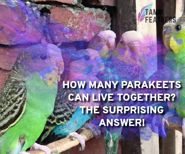 how many parakeets can live together