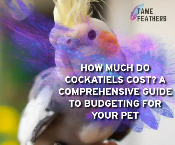 how much do cockatiel cost