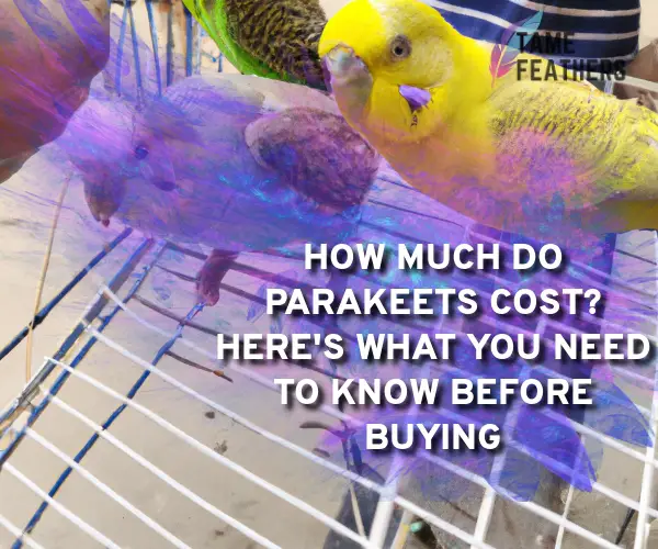 how much does parakeets cost