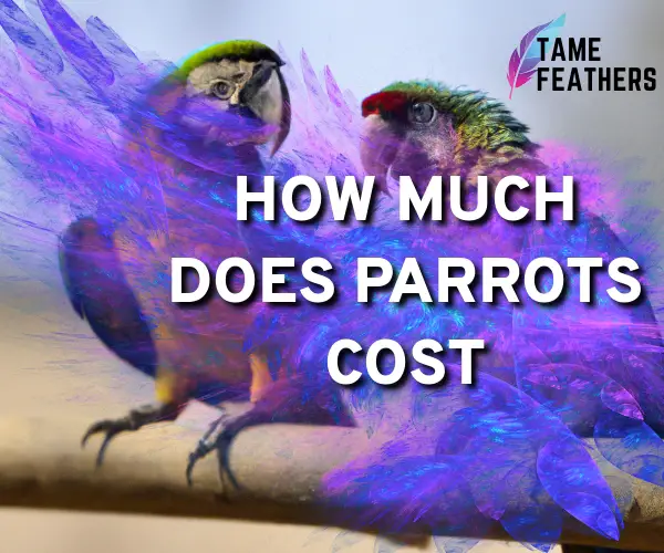 how much does parrots cost