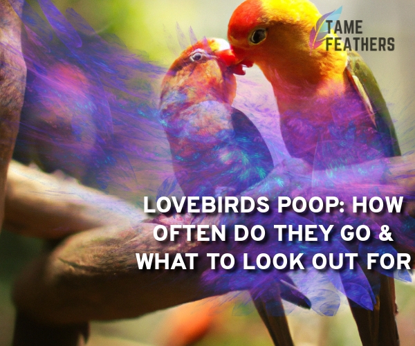 how often do lovebirds poop