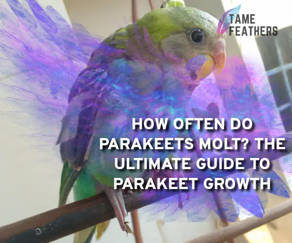 how often do parakeets molt