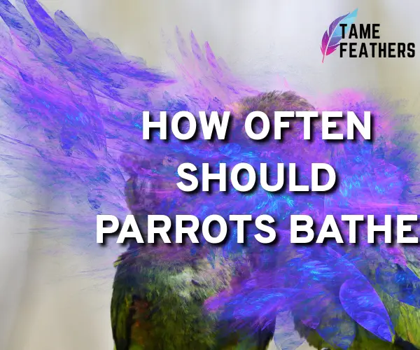 how often should parrots bathe
