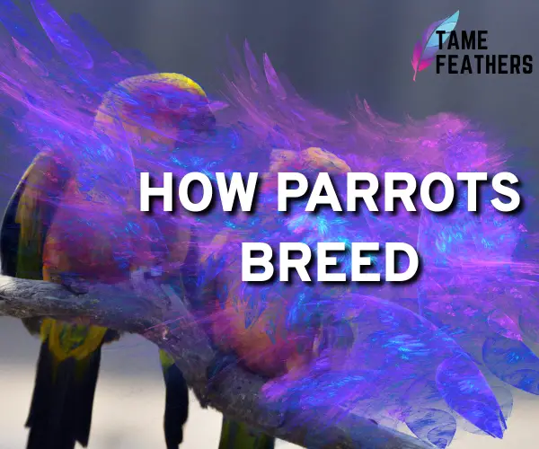 how parrots breed