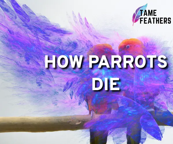 how parrots die