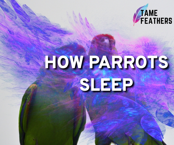how parrots sleep