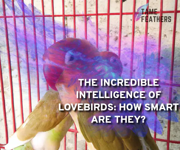 how smart are lovebirds