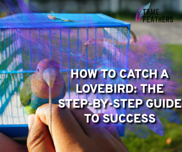 how to catch a lovebird