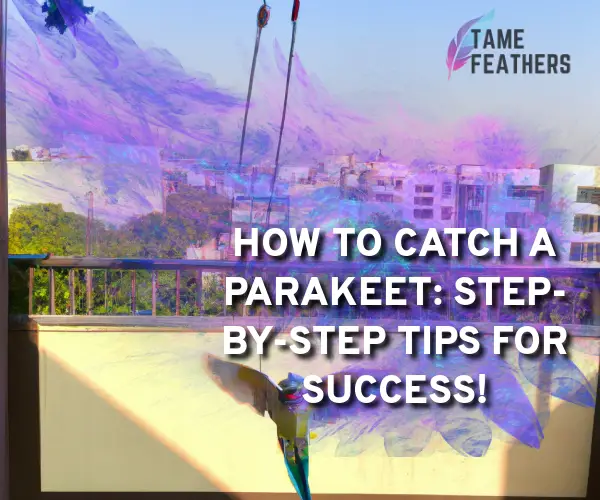 how to catch a parakeet