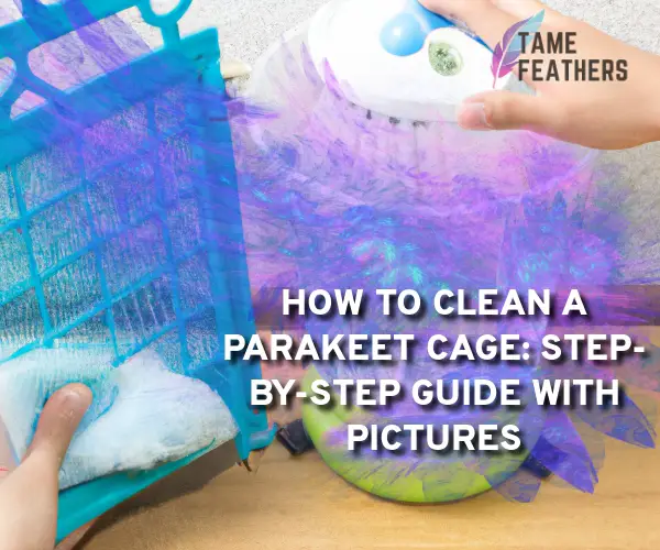 how to clean parakeet cage